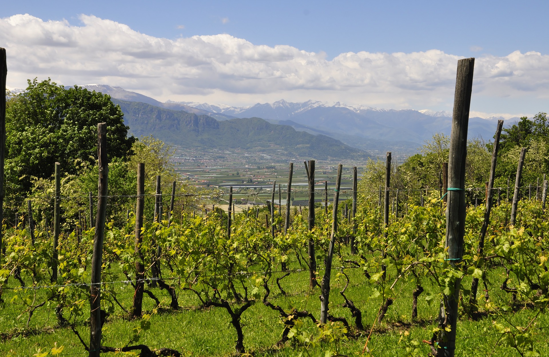 A Poncichter Borkultúra vineyard 4212094 1920